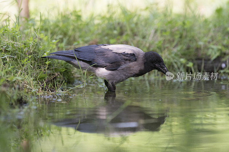 冠乌鸦(Corvus cornix)